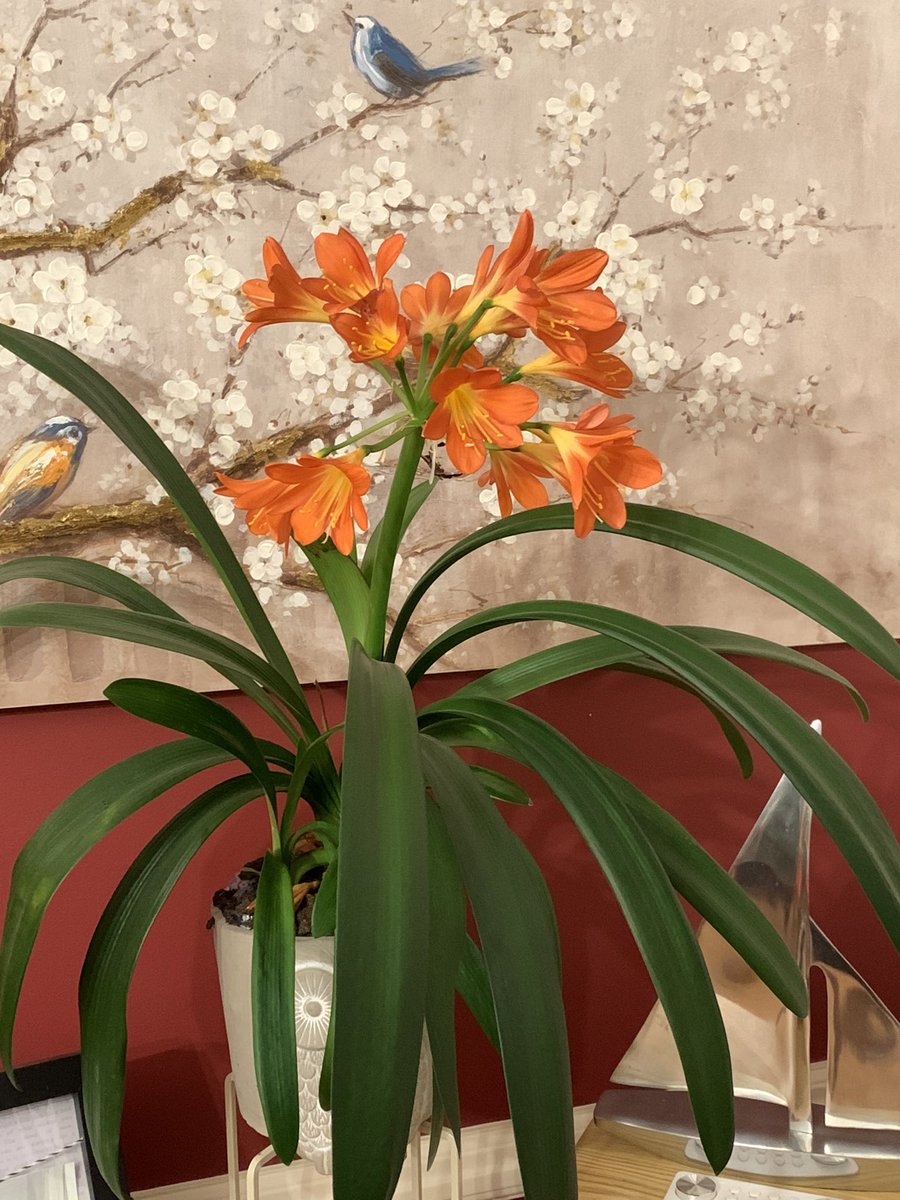 FMLdizzyAF's tweet image. Here’s my indoor garden, can you spot the lion 🌴🦁🌾 in the jungle #GardenersWorld