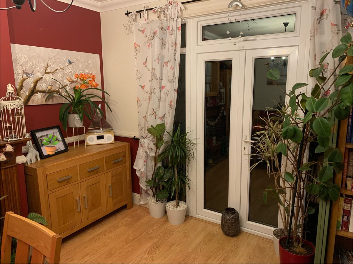 FMLdizzyAF's tweet image. Here’s my indoor garden, can you spot the lion 🌴🦁🌾 in the jungle #GardenersWorld