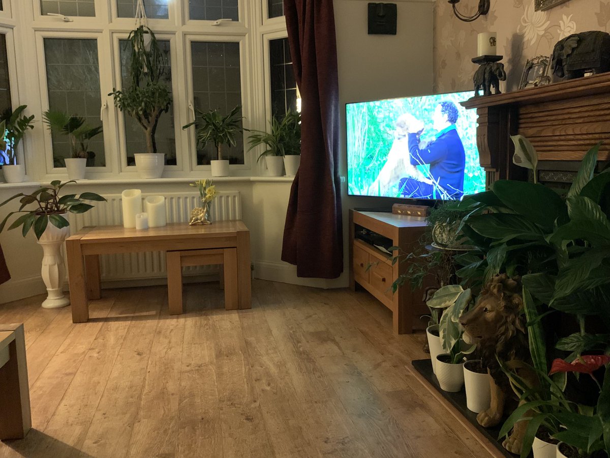 FMLdizzyAF's tweet image. Here’s my indoor garden, can you spot the lion 🌴🦁🌾 in the jungle #GardenersWorld