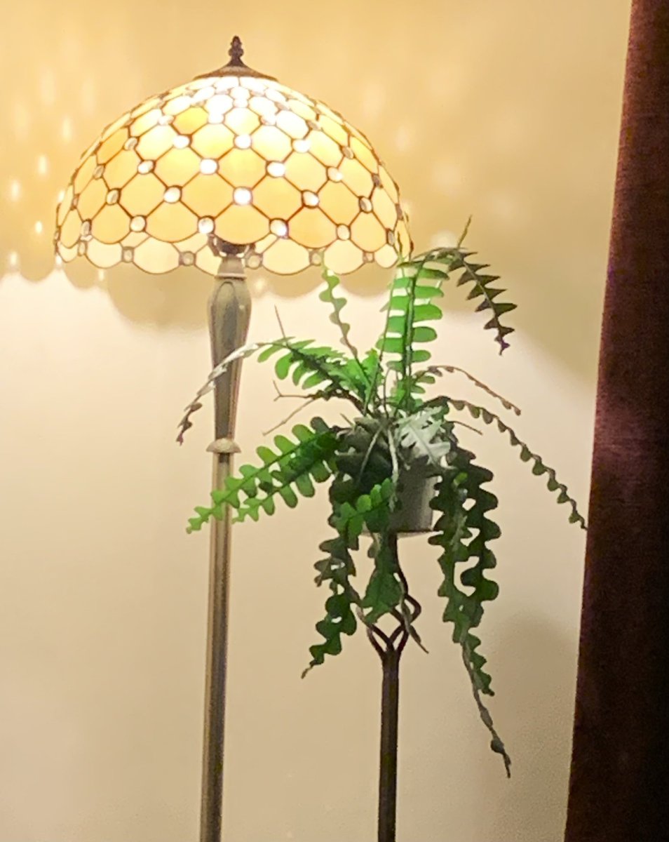 FMLdizzyAF's tweet image. Here’s my indoor garden, can you spot the lion 🌴🦁🌾 in the jungle #GardenersWorld