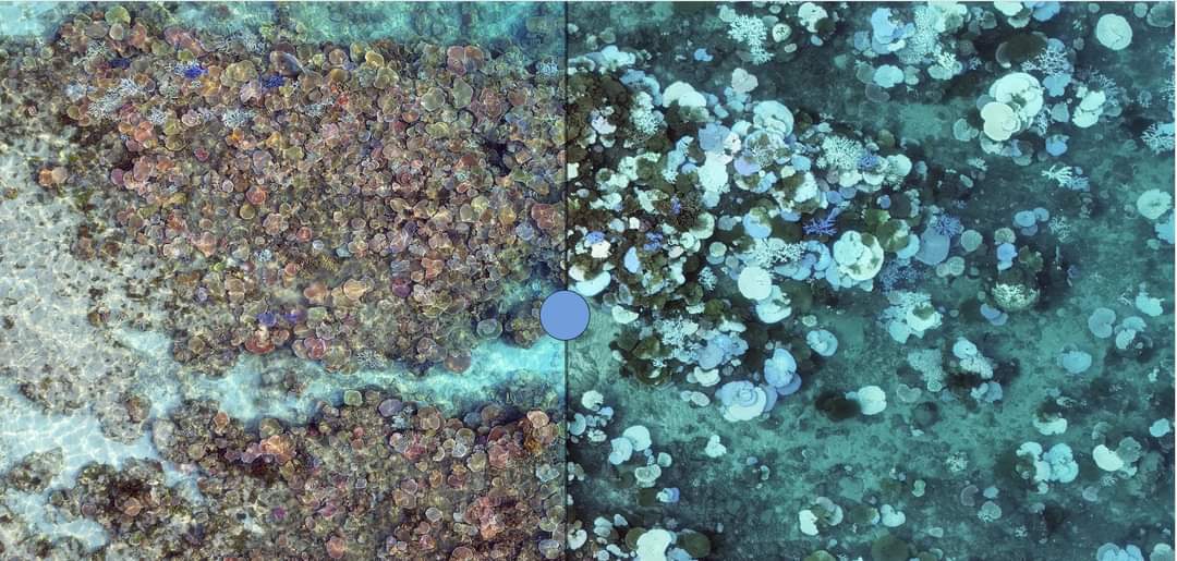 Incredible use of drone tech to perform before-after bleaching assessments on the GBR by @JezRoff Play with the slider here: marine-ecologist.shinyapps.io/flank-a-app/ Eyrie Reef near Lizard Island, December 2023 vs. March 2024. Mortality above 70%