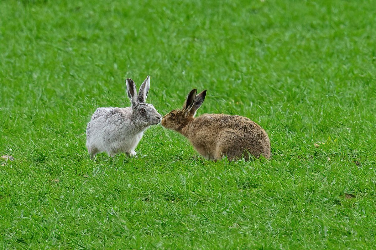 Is this love? ❤️ ‘Ghostly grey’ this morning #hare #leucistic #BBCWildlifePOTD #Madmarchhare #Norfolk #ghosthare #Bluehare #wildlifephotography