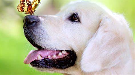 Chasing Butterflies (Song for my dog) by Frankly Speaking #HealingPurrsPawty youtu.be/RtrboFMqbl4