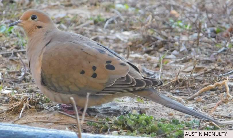 Mourning dove

#birdwatching #birdphotography #wildlifephotography #shareyourweather @NikonCanada @weathernetwork 

St Thomas Ontario