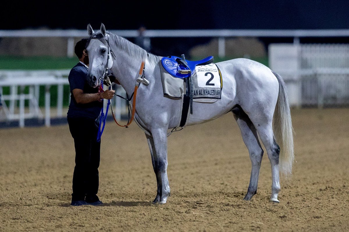 ' فرانكل ' الخيل العربية 🤩 عسفان الخالدية 11111111111111111 سلسلة إنتصارات خالية من الهزائم 17 انتصار 🥇 يتطلع لإضافة إنتصار فئوي جديد في شوط دبي كحيلة كلاسيك غداً 🙌 🇸🇦 #DWC24