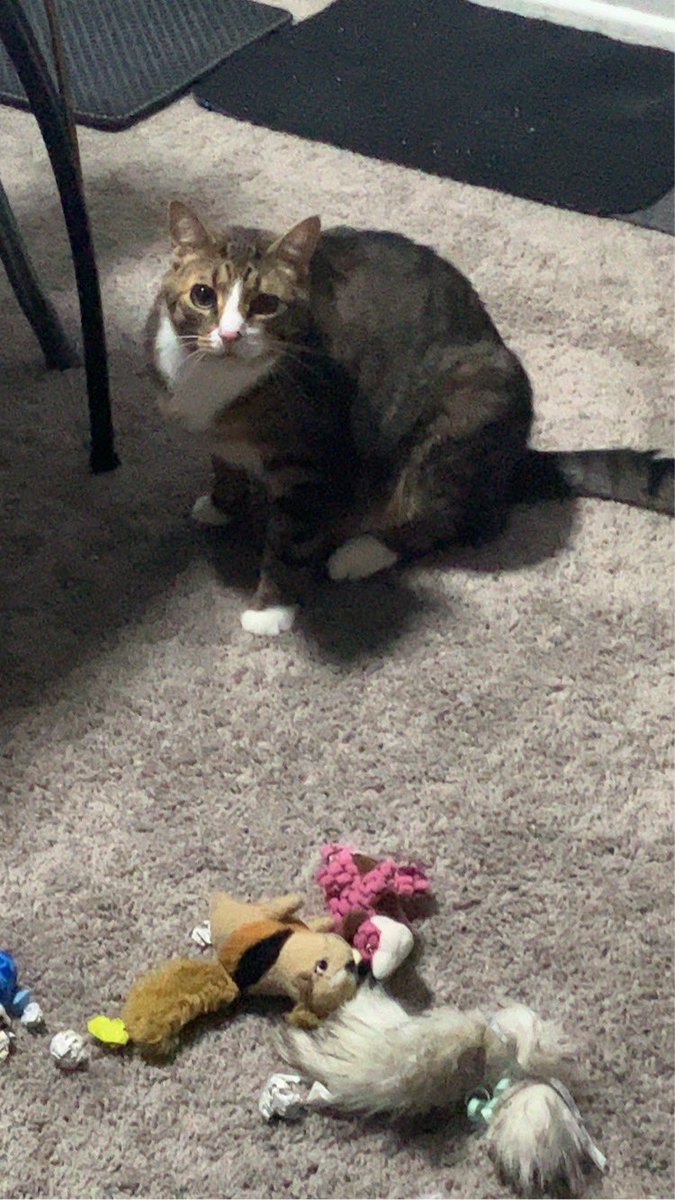 Did you know it’s the weekend soon? I’m gonna play with all my toys! I hope you get time to do something fun. 😺