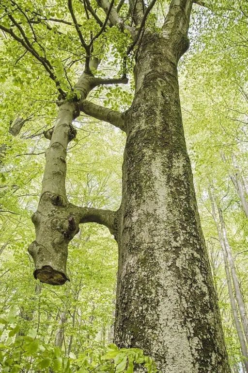 The thinner tree was cut years ago and the big one has been holding and feeding it since then. They 'wake up' together in the spring and 'go to sleep' together in the autumn.