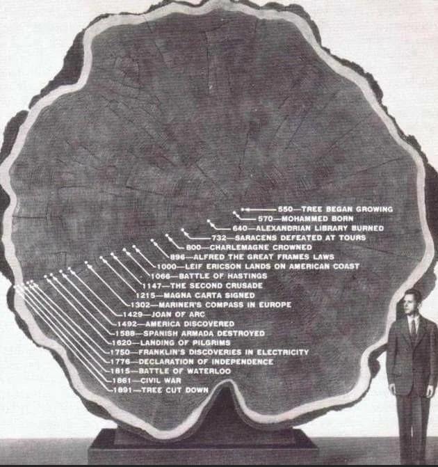<a href="/AMAZlNGNATURE/">Nature is Amazing ☘️</a> 1300 years old tree, cut down in 1891. Note the historical events correlated with the tree's circles.