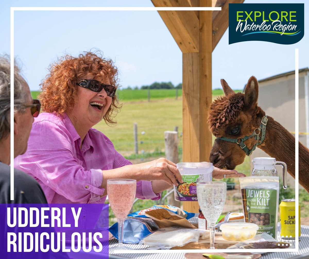 Visit #UdderlyRidiculous for a #farmtofork journey in #WaterlooRegion. Connect with #animals, discover sustainable food paths, and explore our #farm heritage. Your authentic farm experience awaits! Contact us to start your adventure. #FarmToTable #ExploreWR #FarmFriday