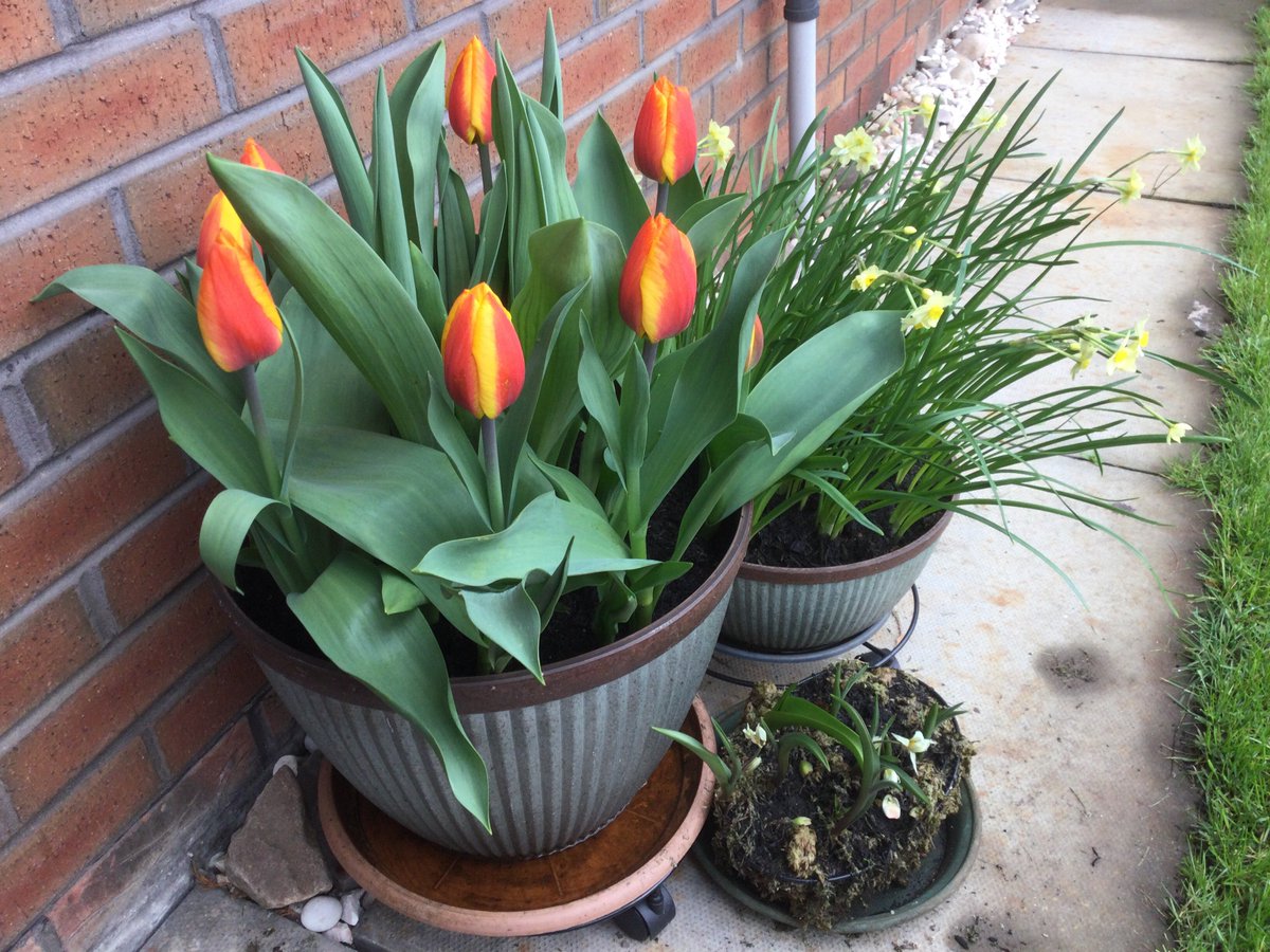 Lots of inspiration in tonight's #GardenersWorld <a href="/GWandShows/">BBC Gardeners World</a> ... love my tulips, they're the size of my palm and still growing. 

#garden #GardeningTwitter #gardening #FlowersOnFriday #FlowersOfTwitter