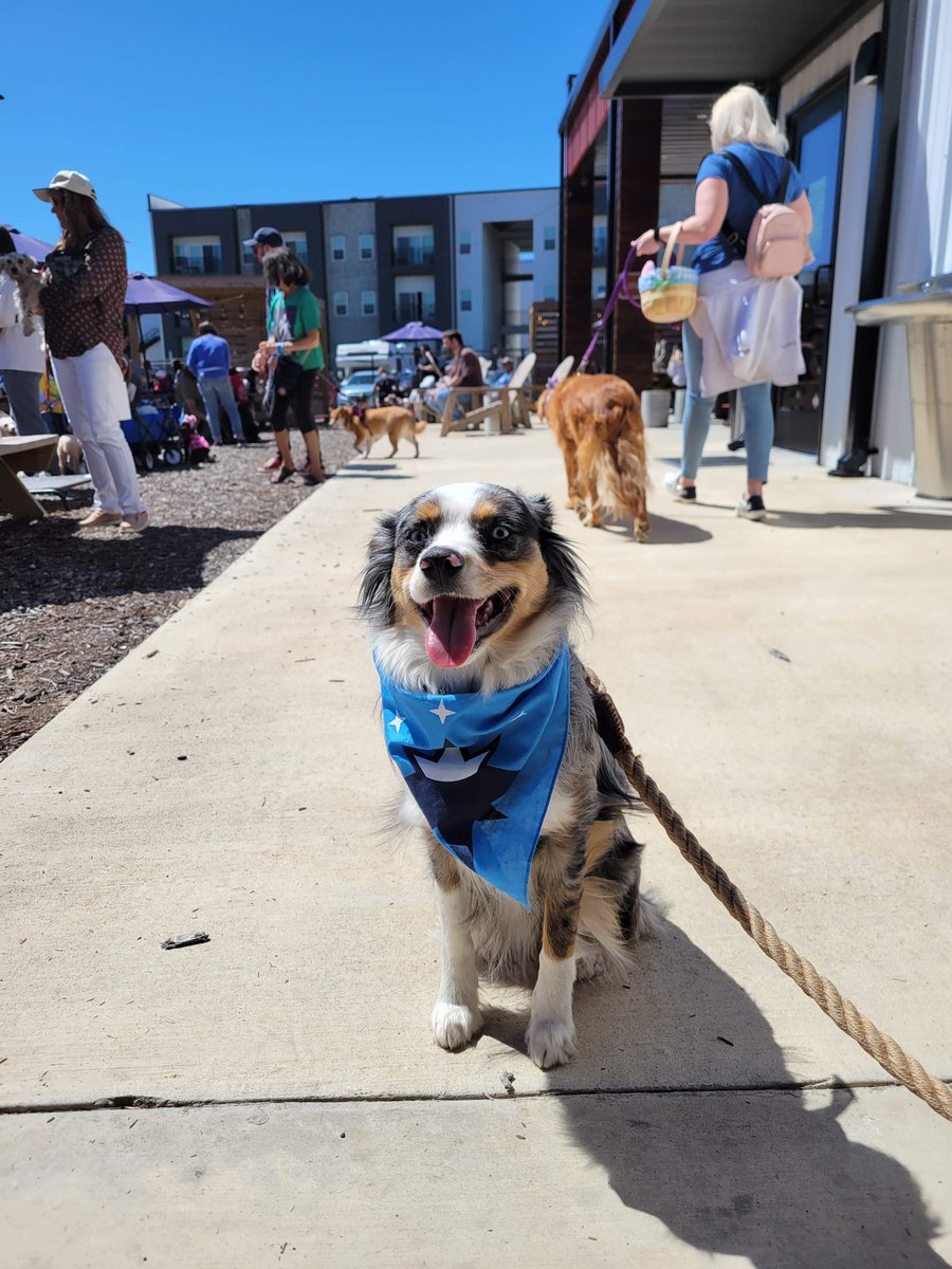 SGFTopDog's tweet photo. With today being the final day to vote for Springfield's 2024 Top Dog...it means my time as the Official #SGFTopDog comes to an end. It has been an honor and a lot of fun, and I'm excited to pass the stick to the next winner. A few thoughts from my time in the spotlight... https://t.co/IehHN8Pji2