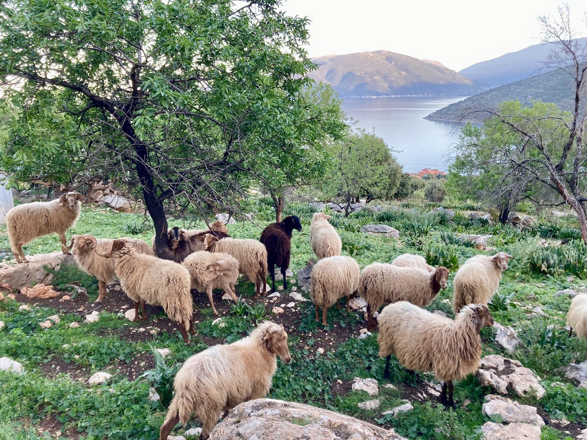 ben89661370's tweet image. Ewes with views