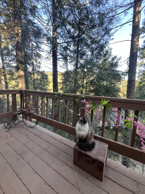 I finally got my dream house in the middle of the forest🌲🌲✨  Sorry I haven&rsquo;t posted lately, been so chaotic<a href="/tag/mvsales"class="tags"><span>#mvsales</span></a>