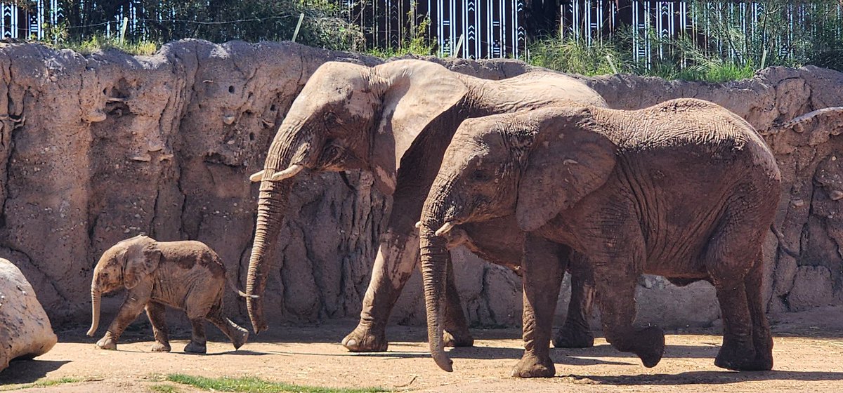 Leading the way into the weekend <a href="/ReidParkZoo/">Reid Park Zoo</a>. #elephant