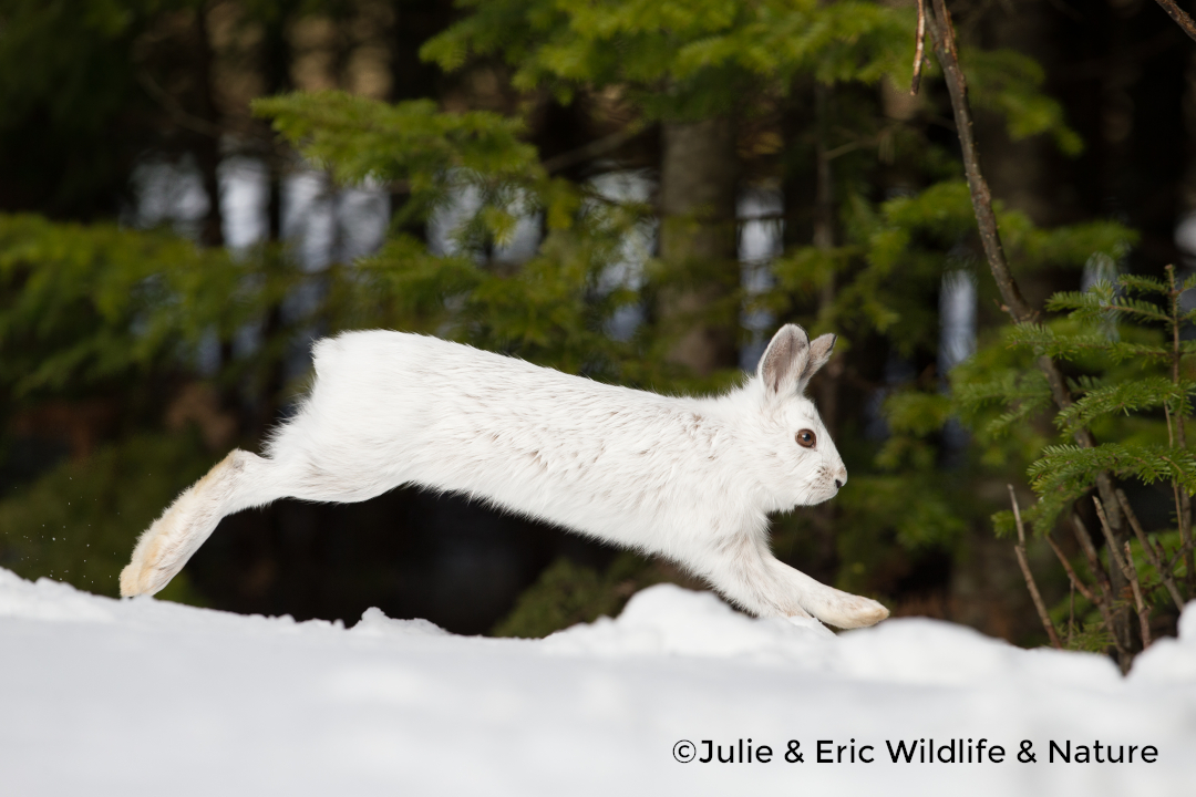 Des lièvres au galop

Les lièvres d’Amérique adoptent un mode de déplacement de type galopeur.

Ils peuvent bondir jusqu'à 3 m et atteindre une vitesse de 45 km/h.

#nature #naturelover #animauxdelaforêt #animauxsauvages  #lièvre #observationanimalière #naturephotographie