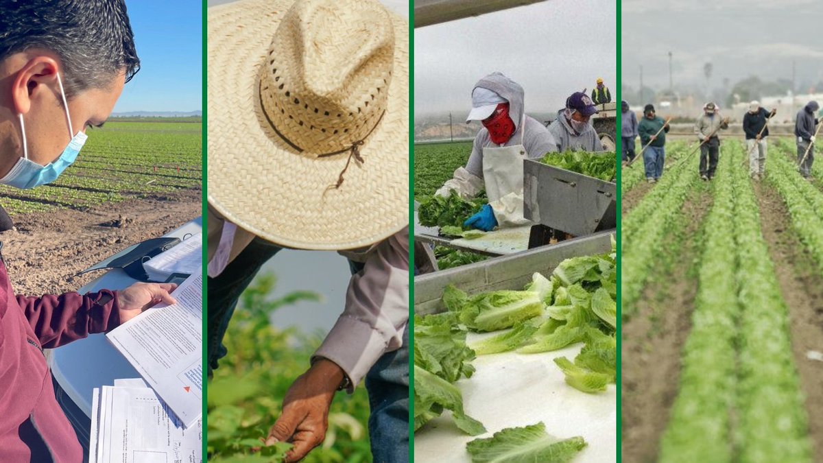 CaliforniaEPA's tweet photo. Thank you, farmworkers - this week and every day! 🙌

As we mark #FarmworkerAwarenessWeek, we're sharing some of CalEPA's key resources and programs to support farmworkers.

Follow along in this thread to learn more!

🧵 https://t.co/2zkSlxGLtb