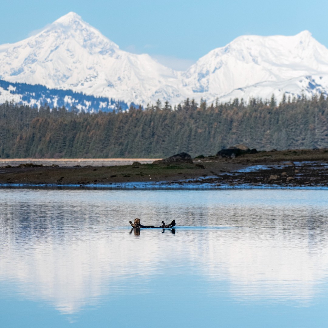 Is that a sea otter waving at you? Otterly unbelievable. Looks inviting, mustelid we investigate? You otter join them and find out what they want. Okay fine, we'll sea ourselves ott. If we're stoat-ally honest, even we get tired of puns sometimes. #SeaOtter #GlacierBay