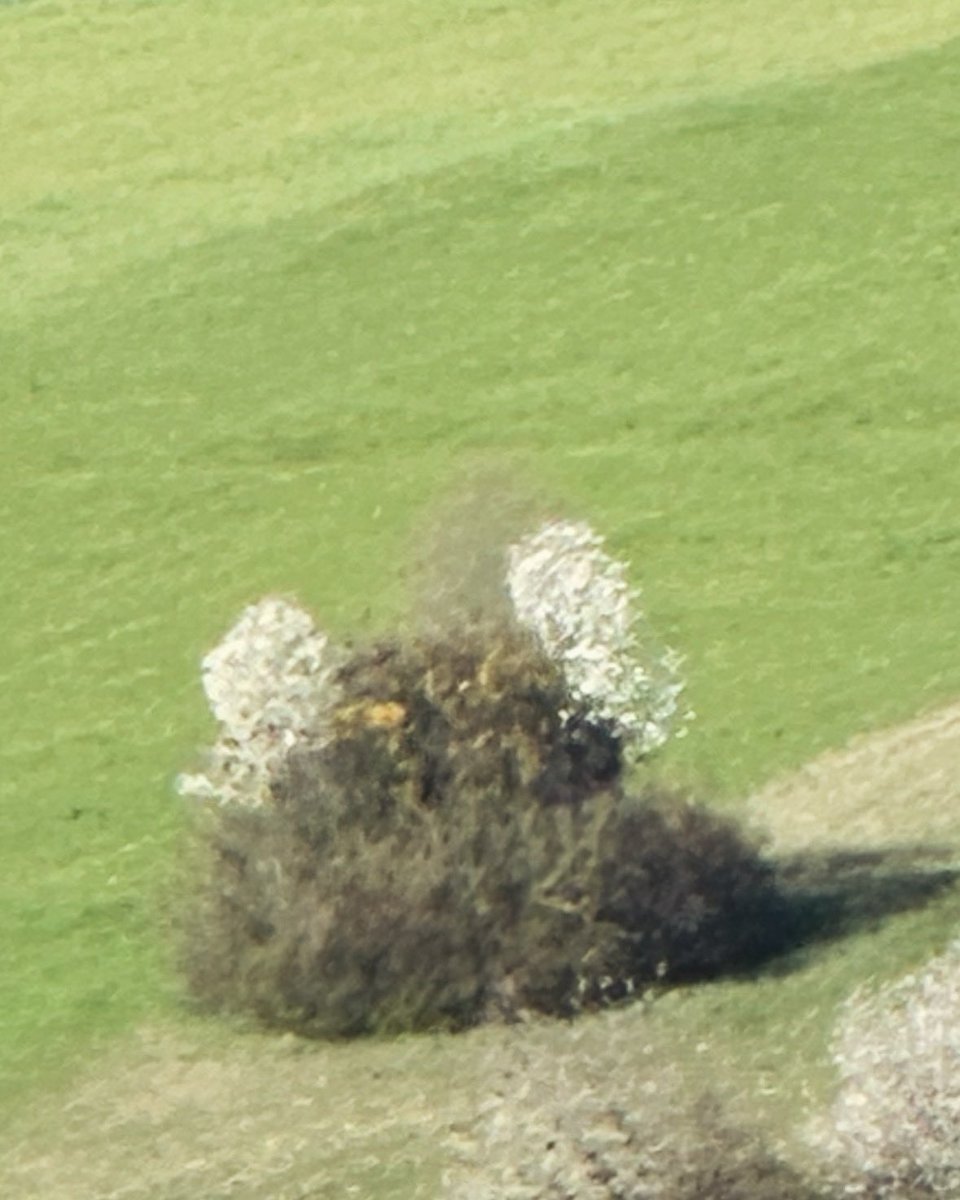 In NÖ sehen sogar die Büsche aus wie Erwin Pröll. Wahrscheinlich auch irgendwas mit #Leitkultur