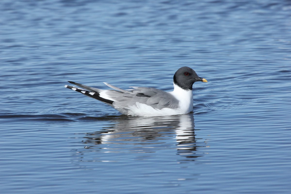 Willow English tweet media