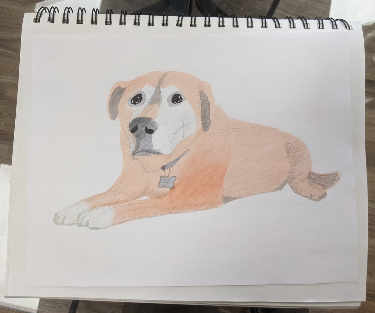 Today's #petportrait: 'Mama'. I tried Copic first, but it just didn't work for this one, so I redrew it in pencil. #goldendog #whitedog #labradormix