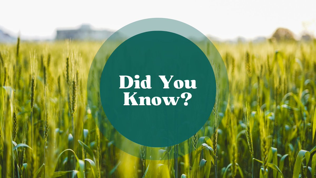 Did you know? Wheat ranks third among U.S. field crops in planted acreage, production, and gross farm receipts, behind corn and soybeans.