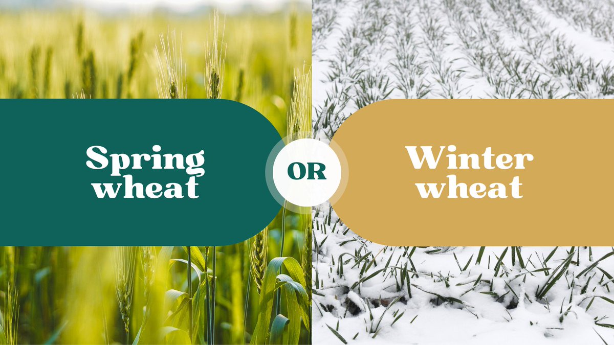 Spring wheat or winter wheat? Comment down below which one you are growing this year. 👇