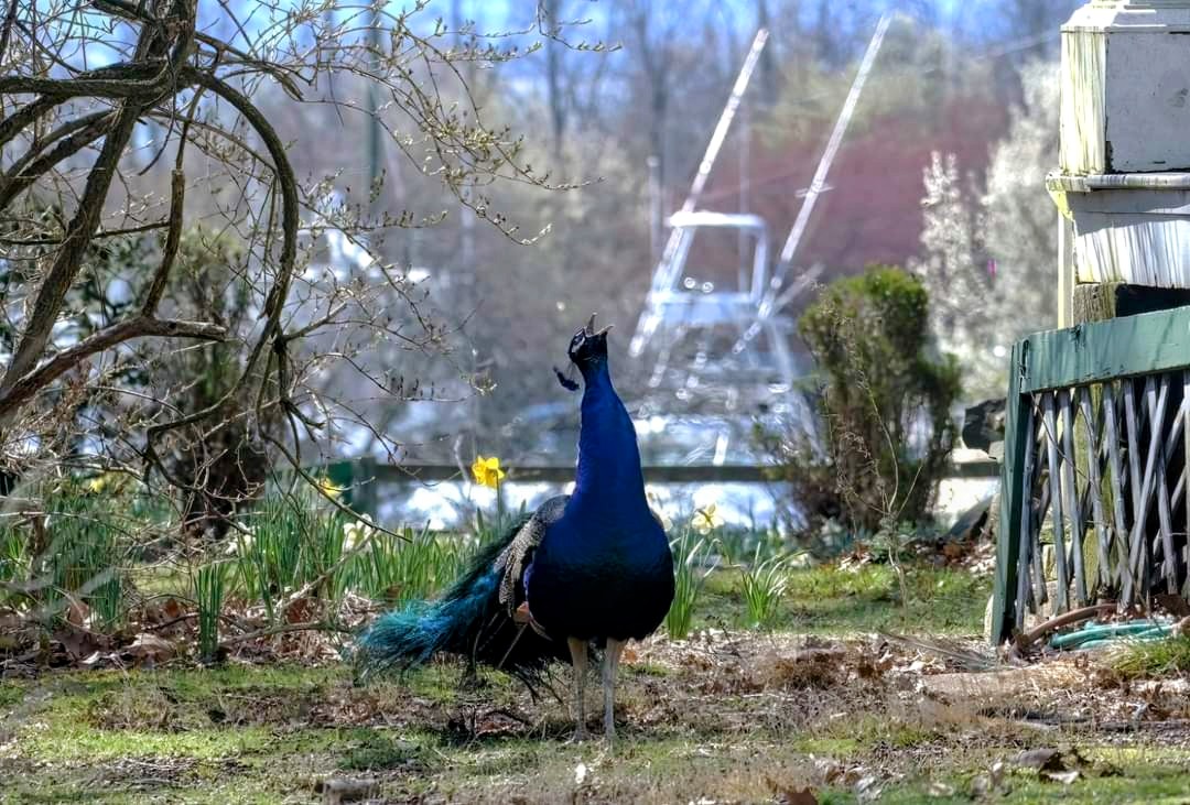 Peacock Crying @ Lemon Creek #NYC #Birds #Peacocks #Spring #NaturePhotography