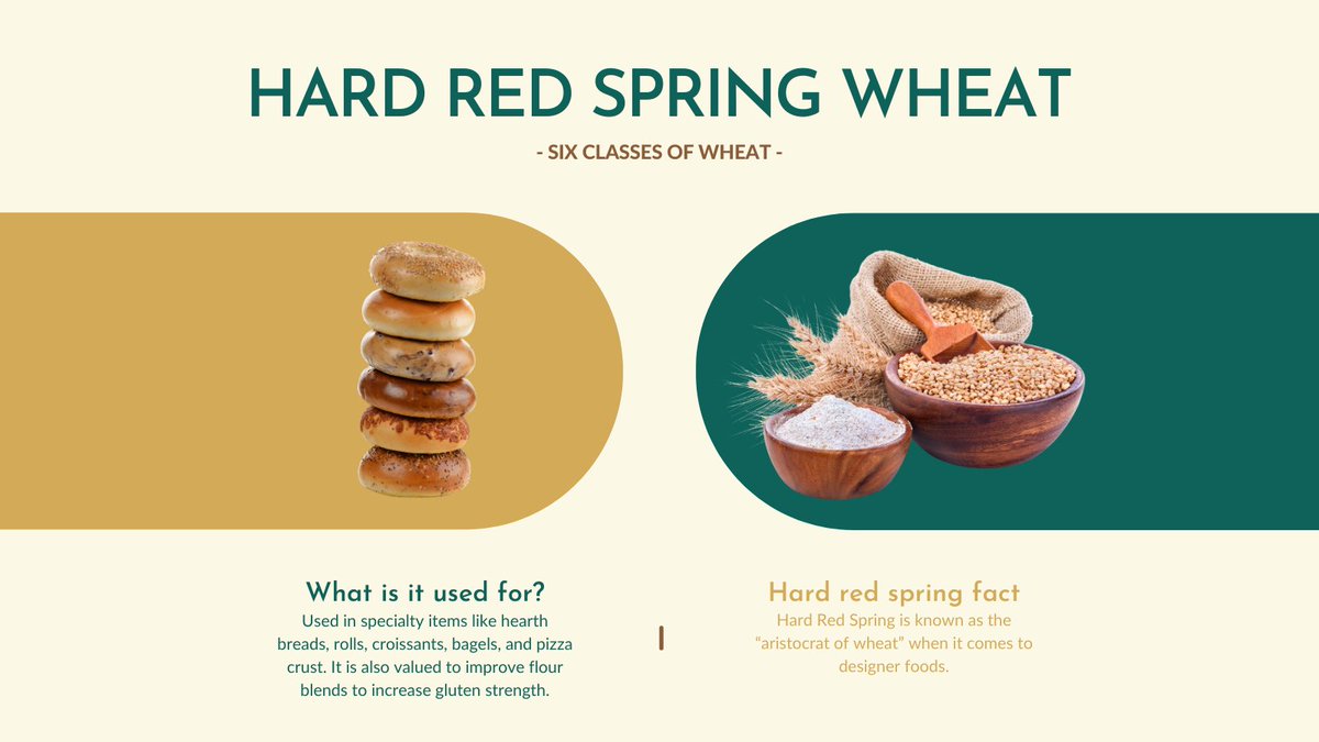 Hard red spring wheat stands out as the aristocrat of wheat for baking bread. Hard red spring wheat has the highest protein and gluten content among all U.S. wheat varieties, making it the perfect flour for bread-making. #wheatoftheweek