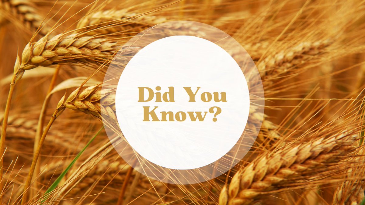 Did you know? Wheat growth can be broadly divided into several different stages: germination/emergence, tillering, stem elongation, boot, heading/flowering, and grain-fill/ripening. What stage is your wheat in?