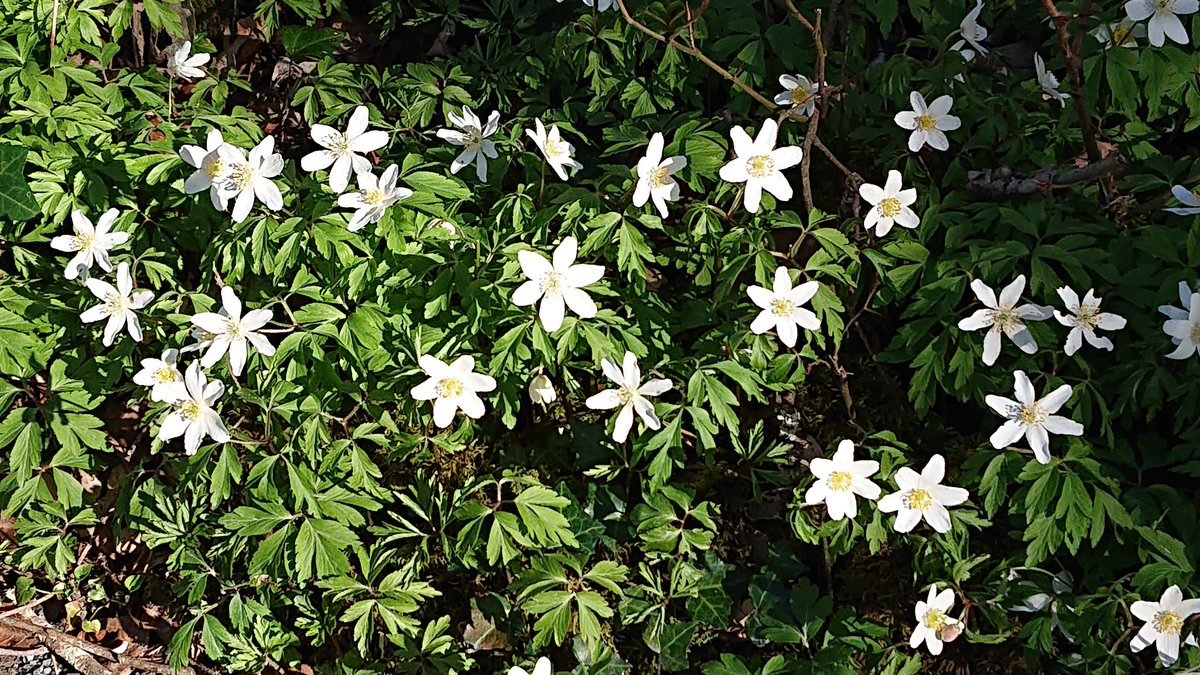 Spring is here! Canoeing on Coole turlough, the hawthorns are radiant green, willow warblers and chiffchaff are back, brimstone butterflies everywhere & spring flowers abundant: common dog-violet Viola riviniana & wood anemone Anemone nemorosa here