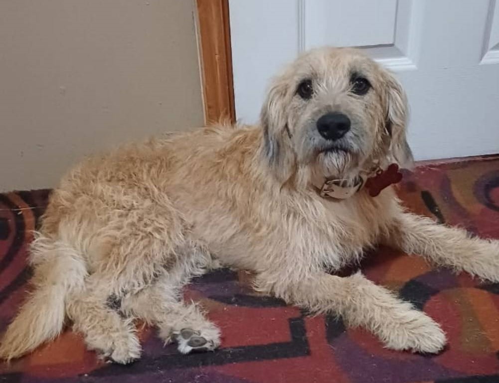 "Benji ha esperado 5 meses por un hogar, el temporal se nos termina y no queremos que vuelva a la calle! Es un perrito lleno de amor, cariñoso y muy bien portado. Si deseas darle un hogar temporal o, idealmente, definitivo, comunícate al +56942868817." Favor RT!
#Coquimbo