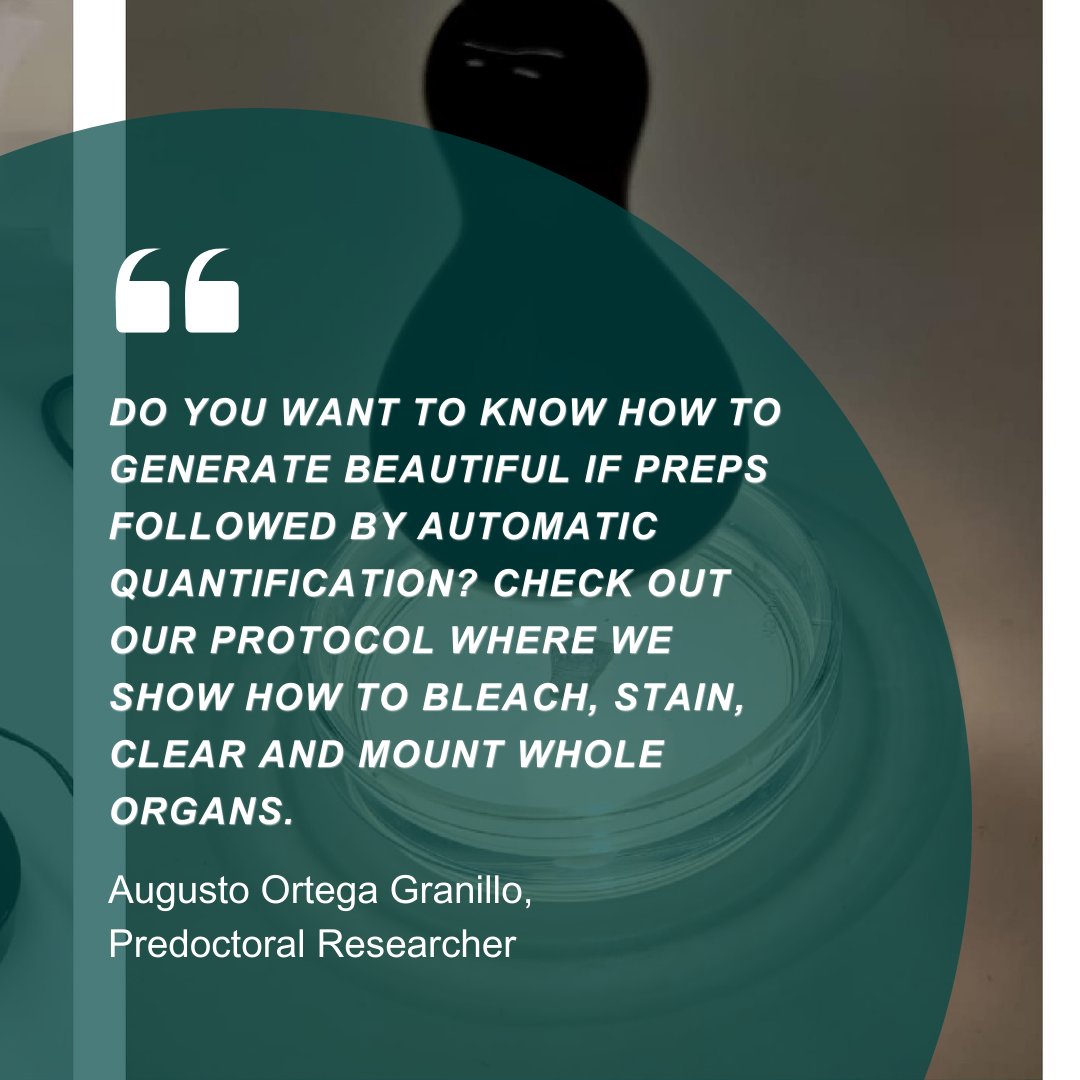 This detailed protocol by #StowersGrad predoc Augusto Ortega Granillo (@aluchelo) offers a precise method to analyze mitotic events during caudal fin #regeneration. #PhD #gradschool Read here: bio-protocol.org/en/bpdetail?id…