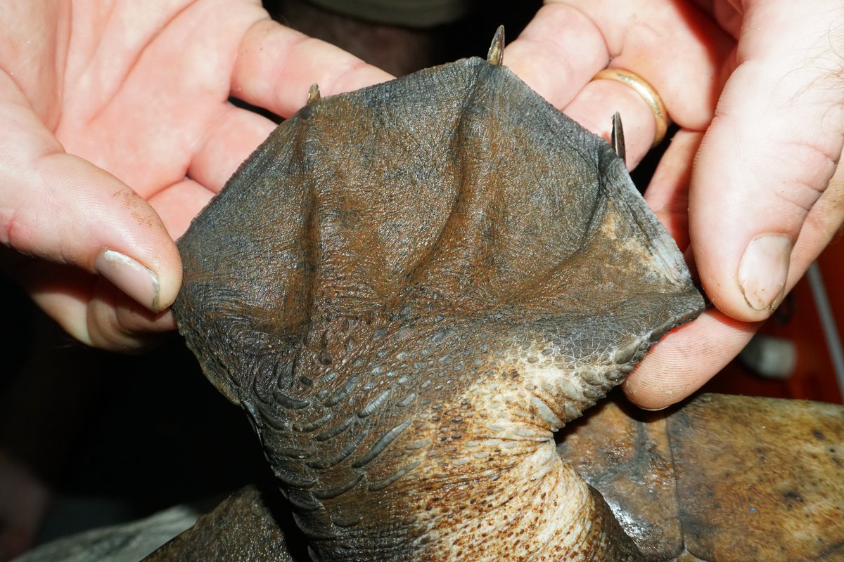 I absolutely love hicatee feet. Just look at the size of that thing! No wonder they are so fast. #turtles #Belize