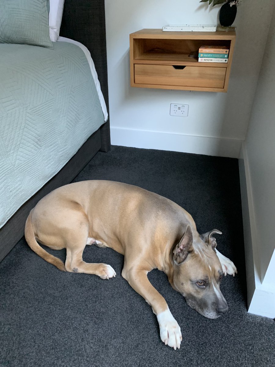 DiannaConstant2's tweet image. A Staffy’s work is never done. 
This morning I had to protect Mum while she made the bed. Note the  “on guard” heary holes 🤪. She may say I’m always in her way, but we all know the truth. 🤷‍♀️
