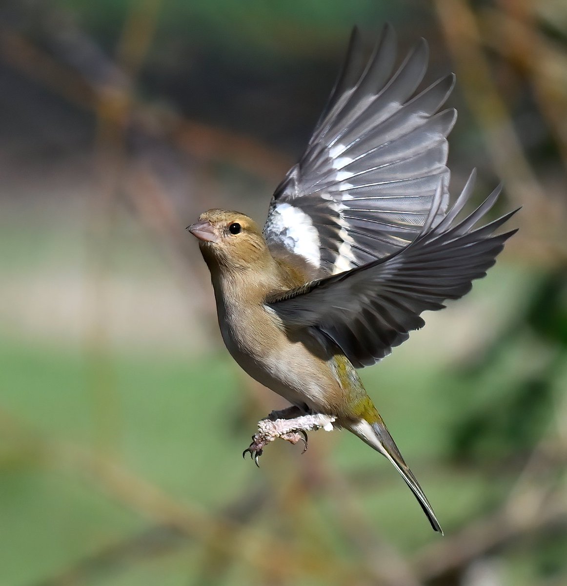 Female Chaffinch. 😍
 Taken recently at RSPB Greylake in Somerset. 😊🐦