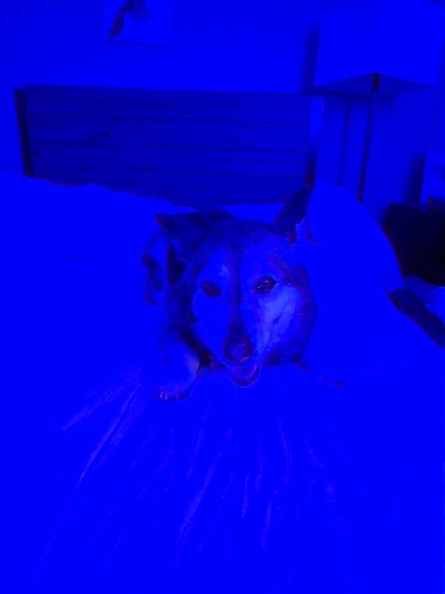 Waldebie tweet media