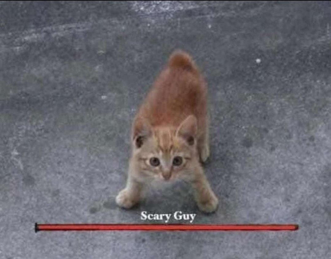 Catsillyness's tweet photo. Scary Guy https://t.co/io9VcBdgko