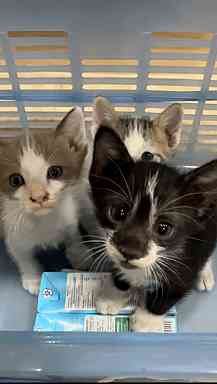 Catster & Co บ้านพักพิงแมวจร tweet media