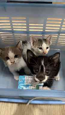 Catster & Co บ้านพักพิงแมวจร tweet media