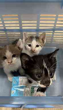 Catster & Co บ้านพักพิงแมวจร tweet media