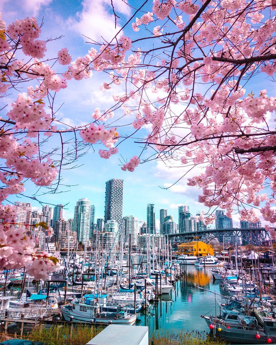 CanadaExplore's tweet photo. 桜が咲き誇るバンクーバーで様々なイベントを楽しめる「Vancouver Cherry Blossom Festival」開催中🌸🌸
バンクーバーの桜はかつて日本から寄贈された桜の木がルーツ。地元の人々と桜と日本文化で交流を🇯🇵🇨🇦✨
📷 joepydo via Instagram
📍Vancouver, BC
https://t.co/yknalPW0cu https://t.co/ejNvUVhkyK