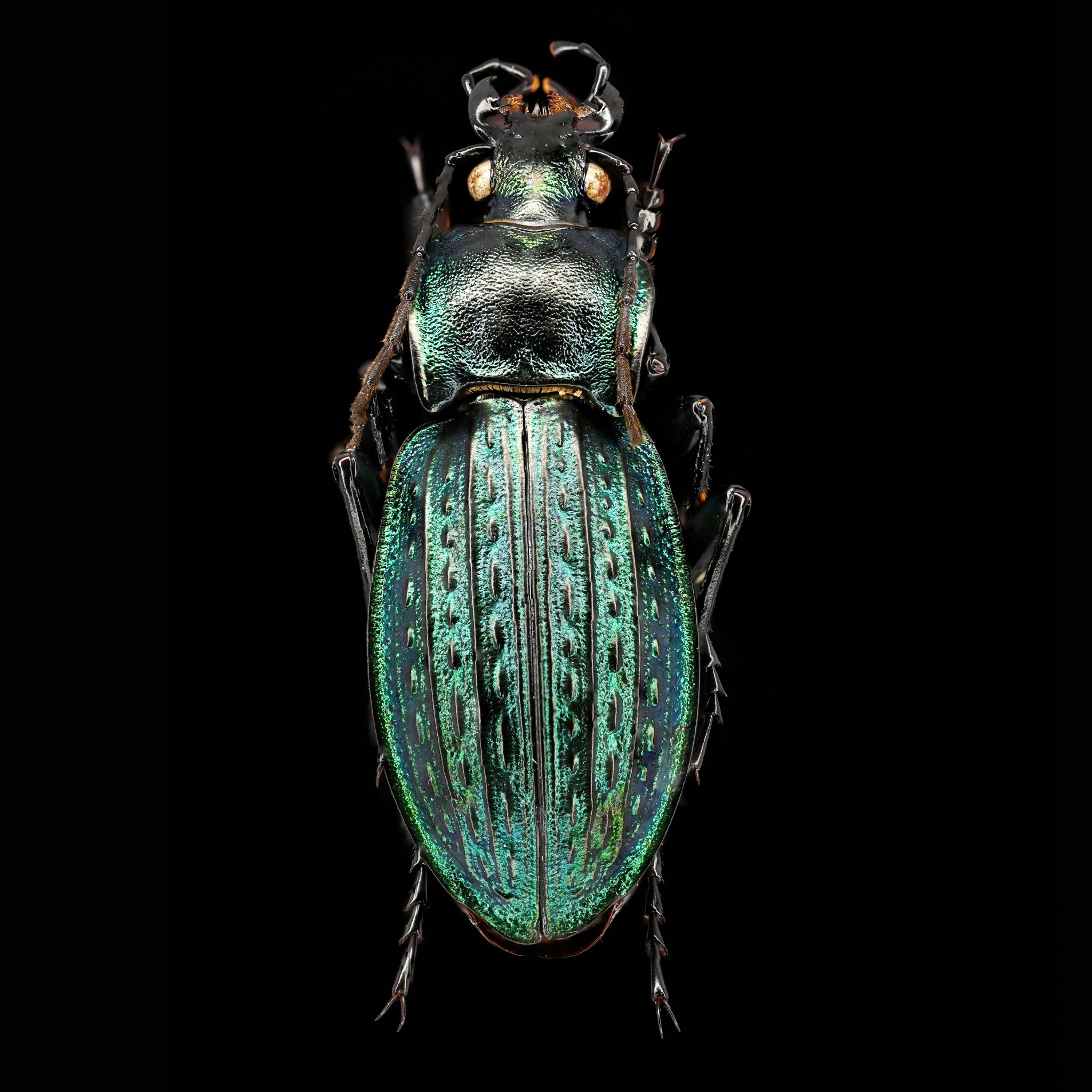 ウクライナ クリミア半島産 イボハダオサムシ Carabus scabrosus