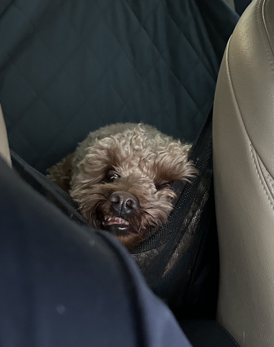 SimonKeiner's tweet photo. Me: I got a poodle mix because poodles are agile and graceful!

My doodle: https://t.co/bZxVye6Igs