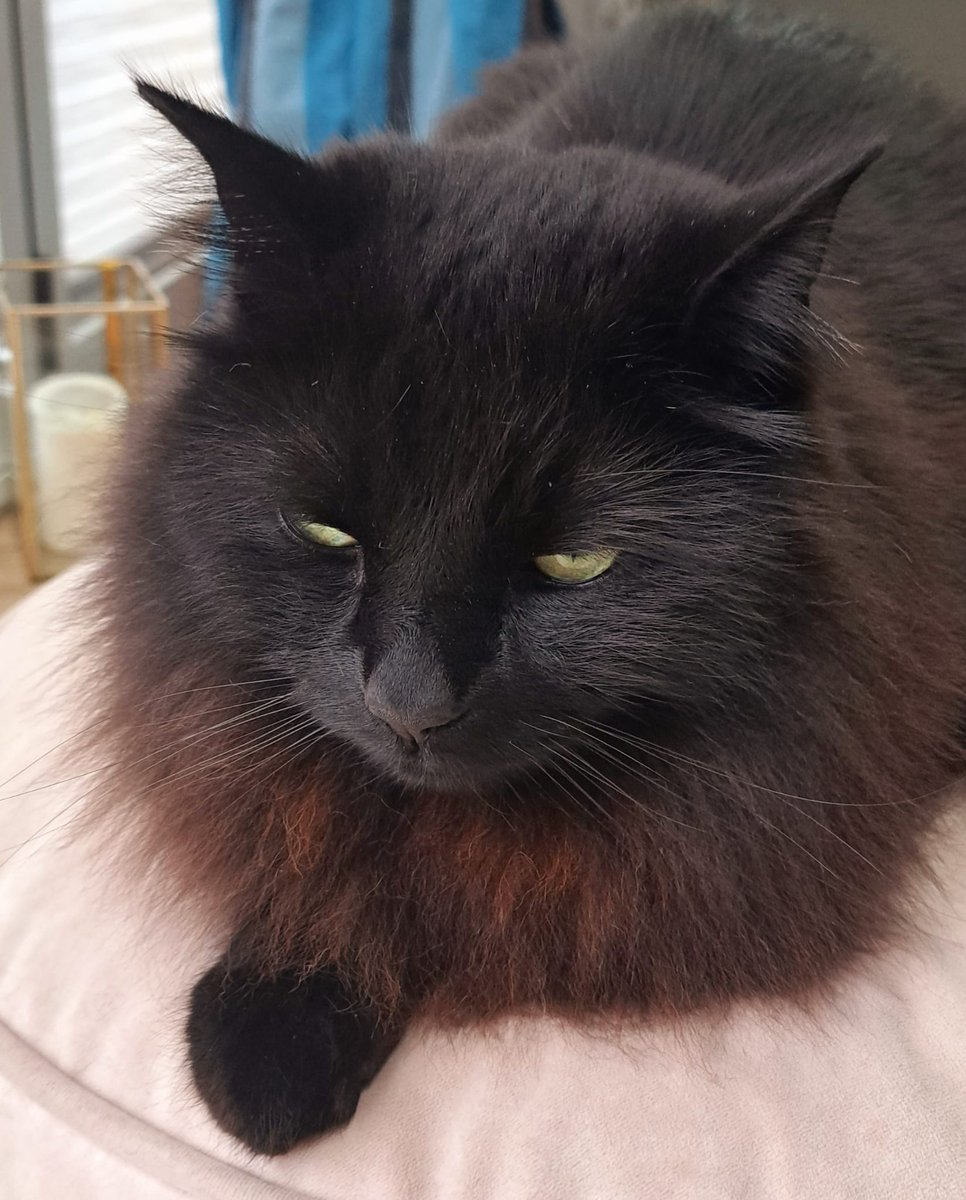 Loki tweet media