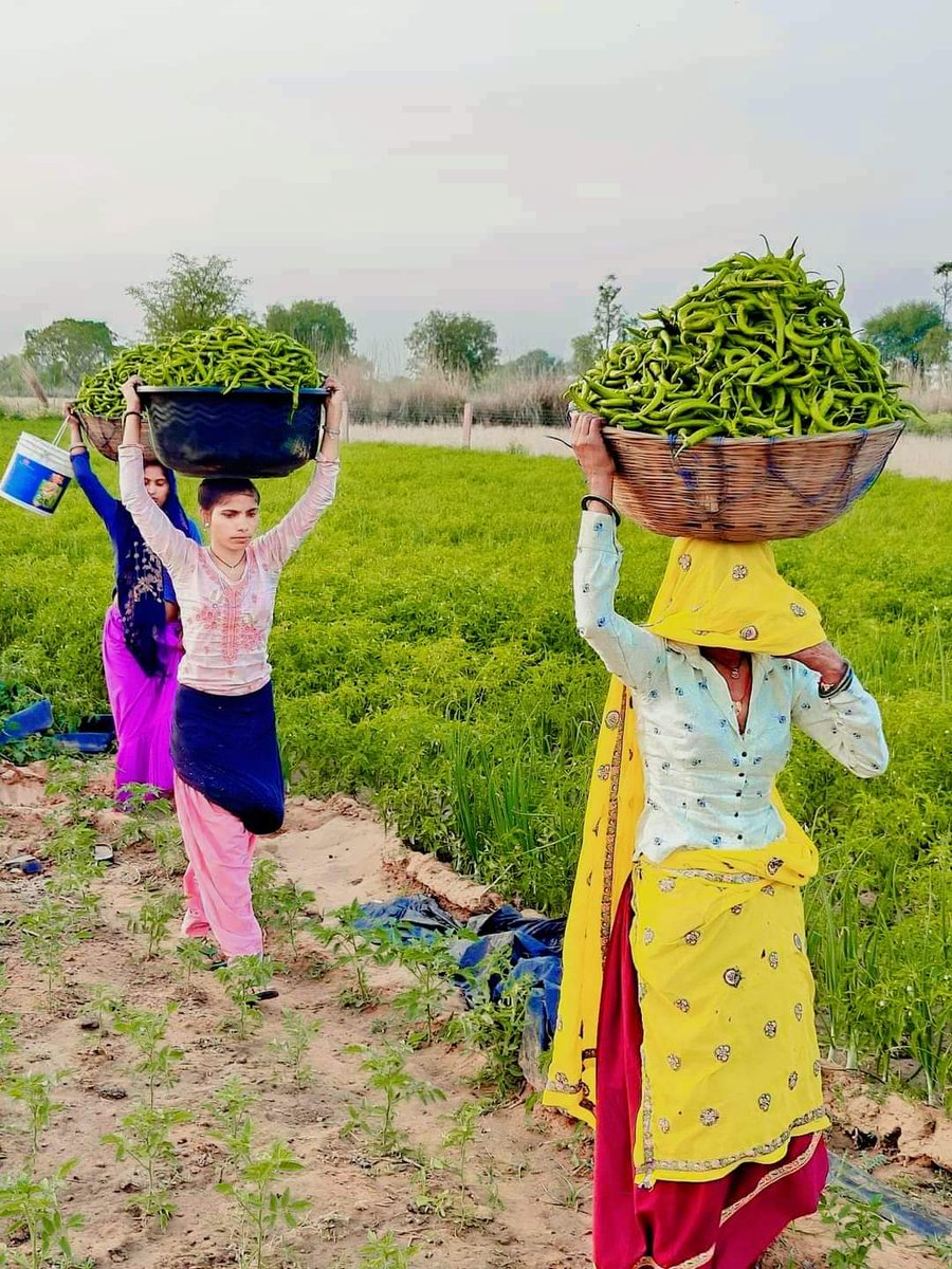 खूबसूरत तस्वीरें...... किसान के पसीने से सींचा हरा सोना ।। प्लीज़ रिट्वीट.... जय जवान जय किसान 👏🙏