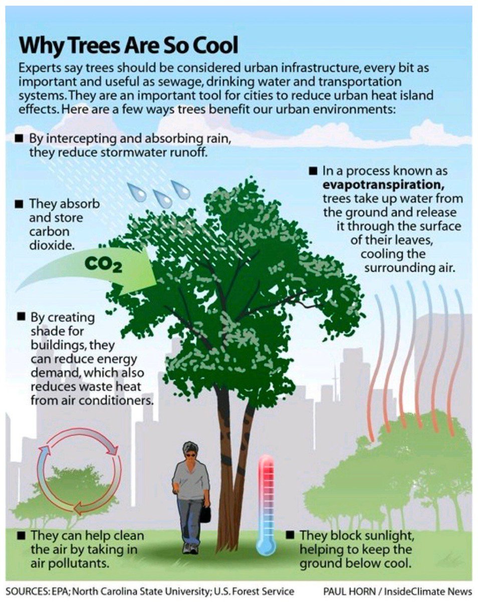 trees have a significant ability to cool down hot areas. Don't cut down older trees - their value cannot be replaced! And plant more trees.