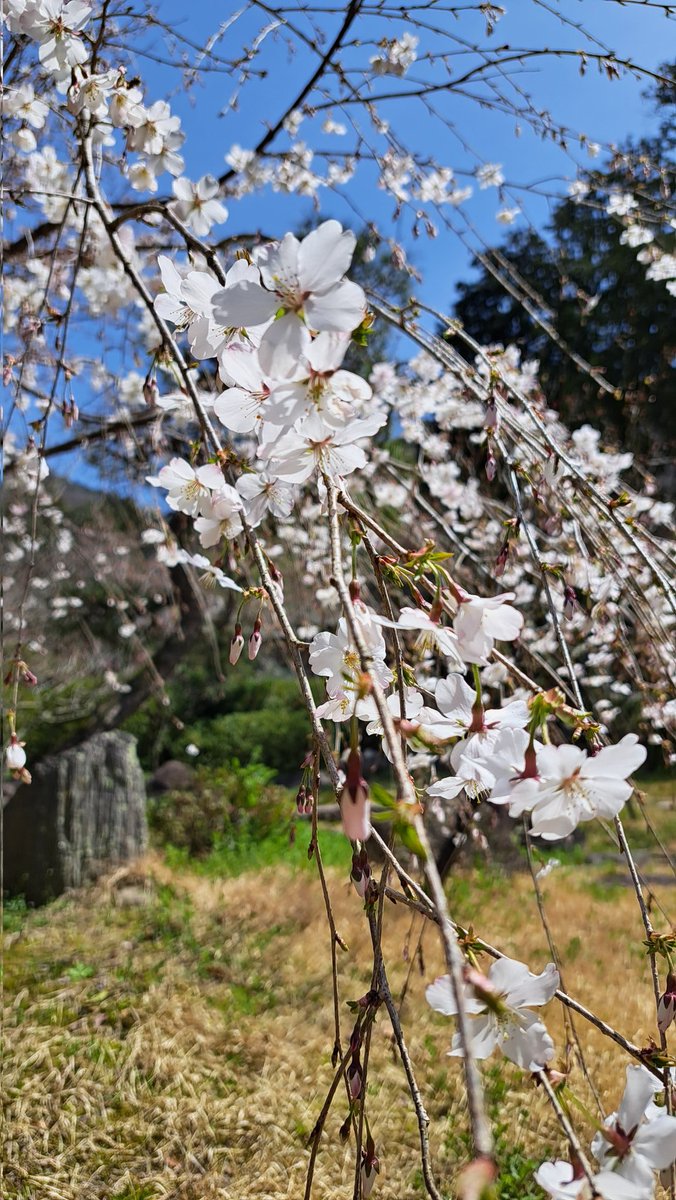 Obligatory first cherry blossom of the season photo, a Shidare-zakura (weeping cherry blossom). There is a Somei Yoshino just behind it that is also coming along quite nicely.