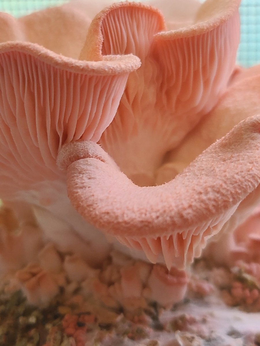 Fungus Among Us!  Grew these stunning pink oyster mushrooms (Pleurotus djamor) myself. They're not just beautiful, they're delicious too! #homegrown #mushrooms #mycology #Gills #pink #fungi #fungus #FungusFriday #oystermushrooms