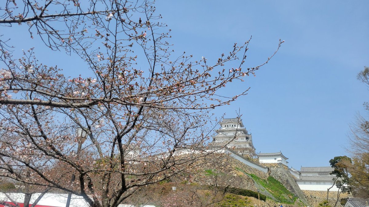 こんにちは！
本日三の丸広場にて、
姫路城観桜会 開催中です🌸

昨日開花宣言したばかりで、満開での開催とはなりませんでしたが
それでもたくさんの方で賑わっております👏