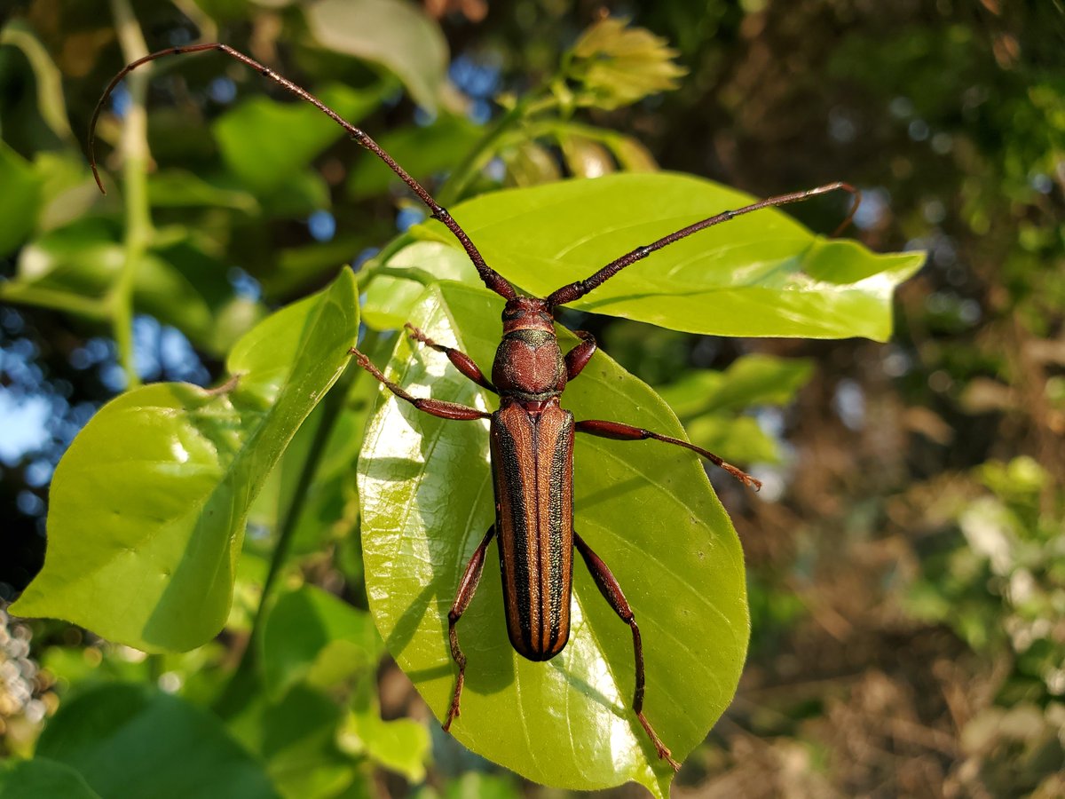 Siva_Bharani's tweet image. Wow. I am impressed with the performance of s10 in 2024
#GalaxyS10 #NoEdit
#Macro #ShotOnSnapdragon